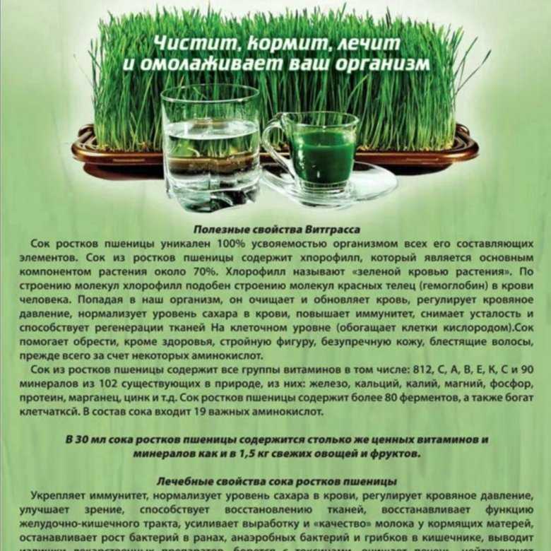 Витграсс — использование и приготовление сока из ростков пророщенной пшеницы, выращивание в домашних условиях