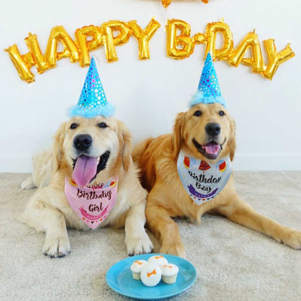 Собака празднует. День рождения собаки. Поздравления с днём рождения с собаками. Собака поздравляет с днем рождения. Праздничная собака.