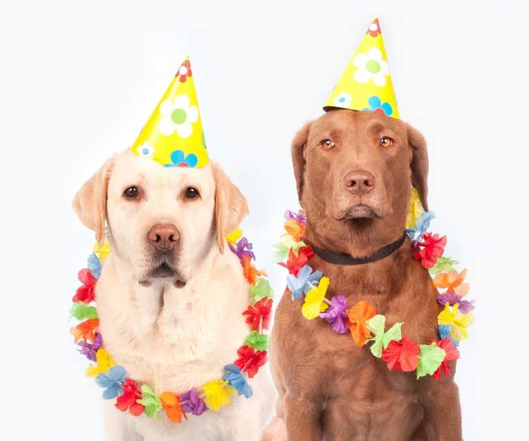 С днем рождения фото собаки